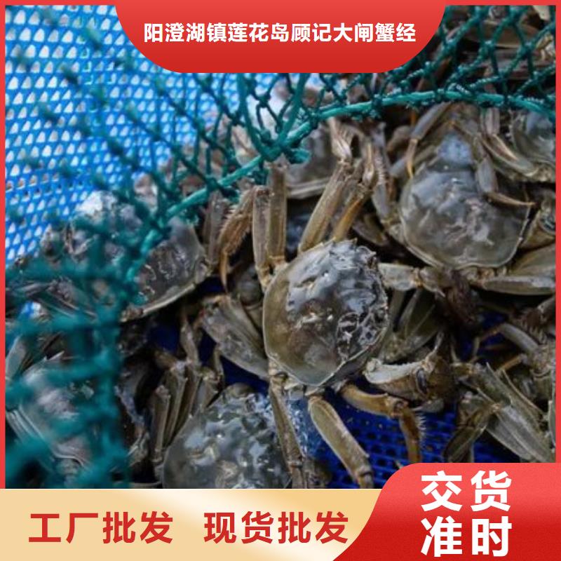 正宗阳澄湖大闸蟹阳澄湖原产地