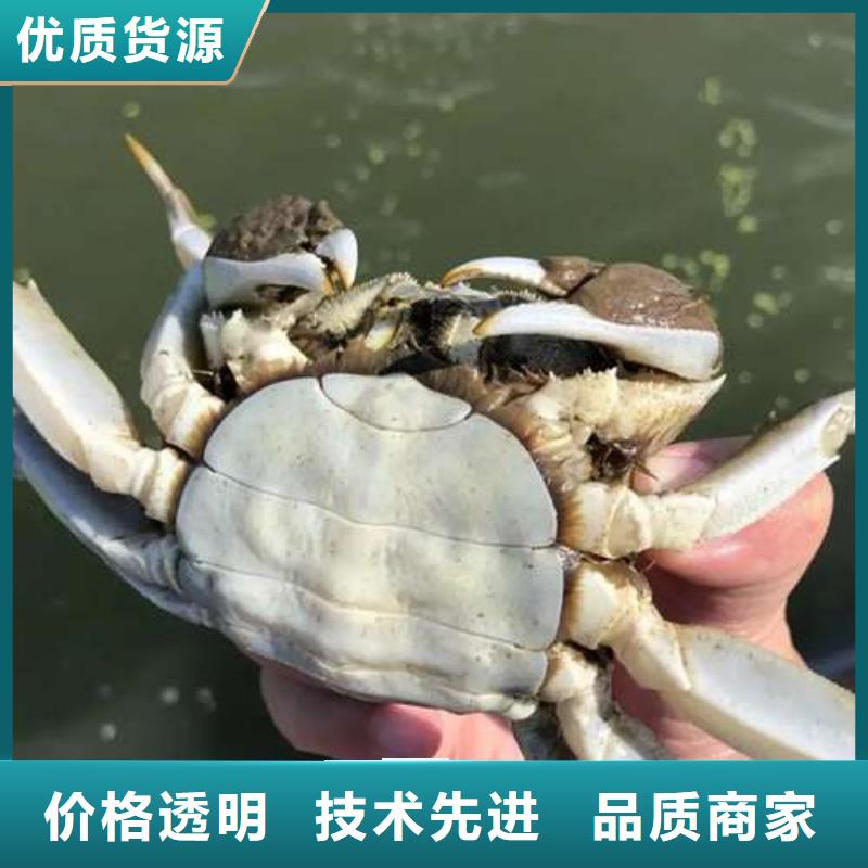 阳澄湖大闸蟹物流送货上门