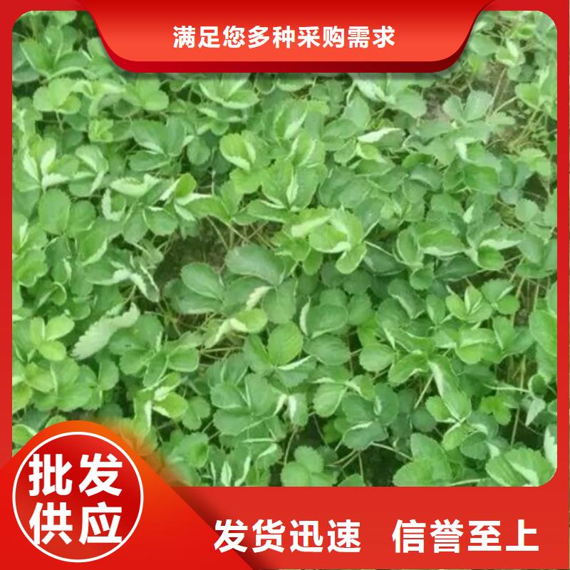 哪里卖香蕉草莓苗，香蕉草莓苗培育基地