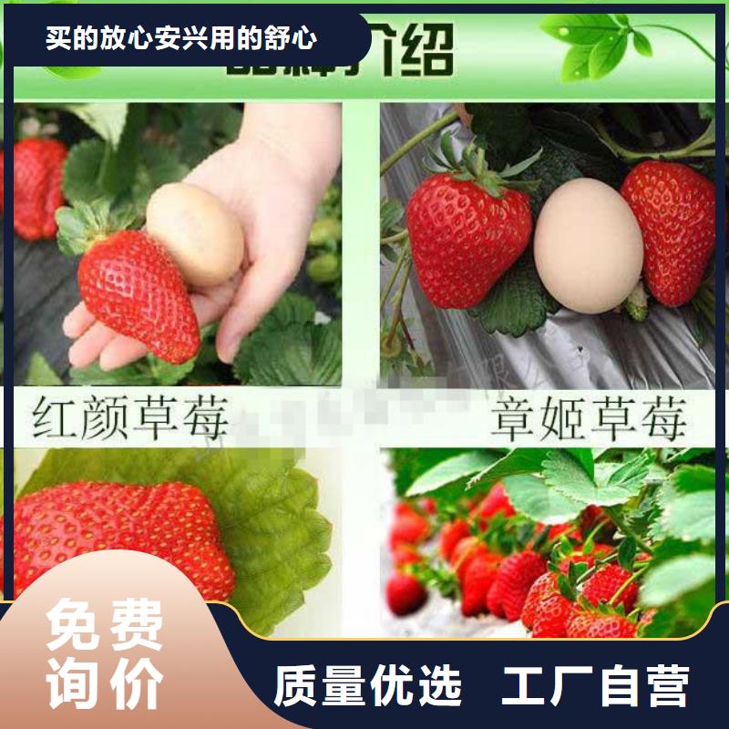 草莓苗【草莓苗价格】实拍品质保障