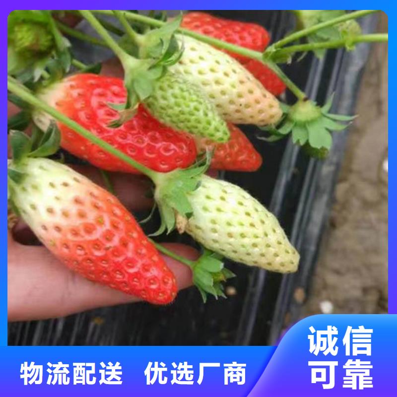 草莓苗【草莓苗价格】实拍品质保障