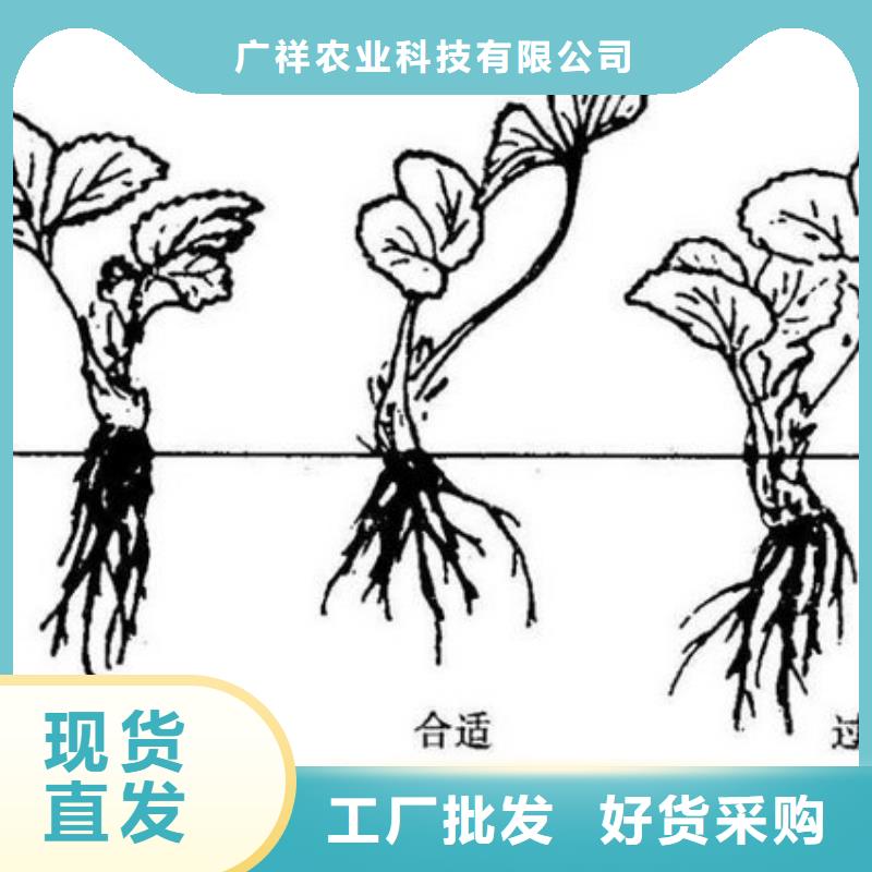 【草莓苗-黄桃树苗货到付款】