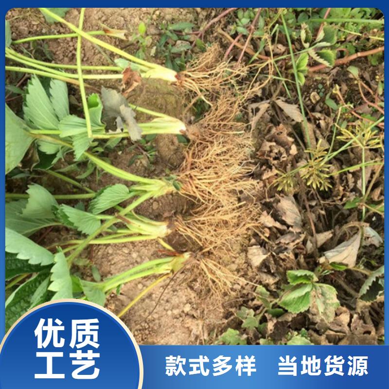 香野草莓苗批发价格