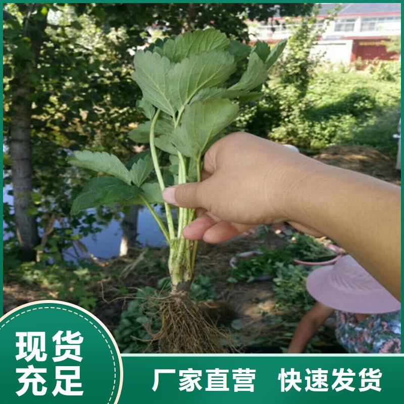 蒙特瑞草莓苗2024已更新(今天/动态)