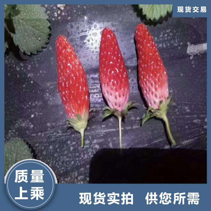 香野草莓苗批发价格