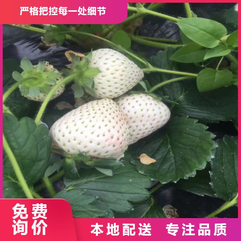 哪里卖香蕉草莓苗，香蕉草莓苗培育基地