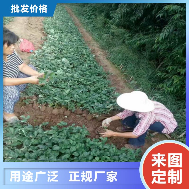 哪里卖香蕉草莓苗，香蕉草莓苗培育基地