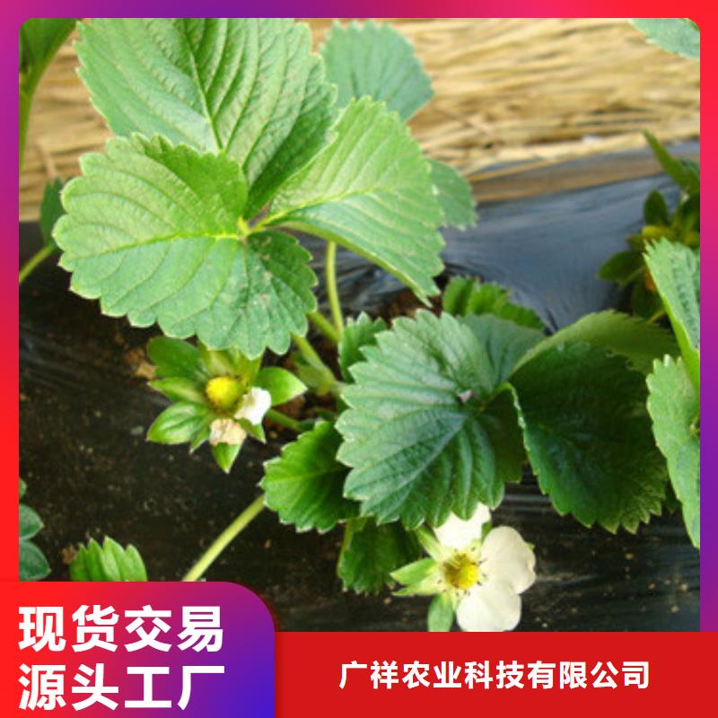 哪里卖香蕉草莓苗，香蕉草莓苗培育基地