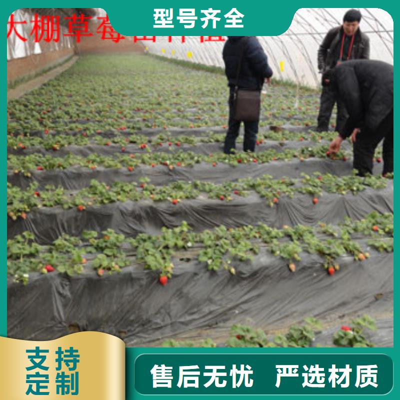 脱毒草莓苗2024已更新(今天/动态)