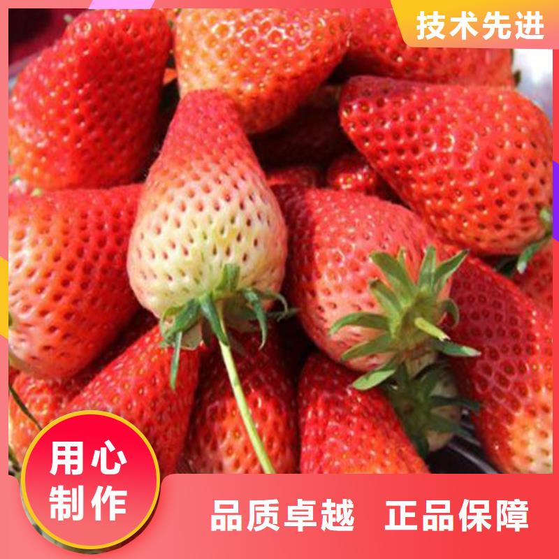 大棚草莓苗-大棚草莓苗品牌