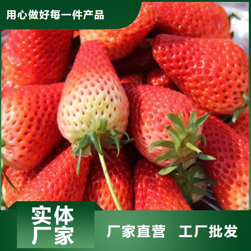 批发<广祥>红99草莓苗厂家供应