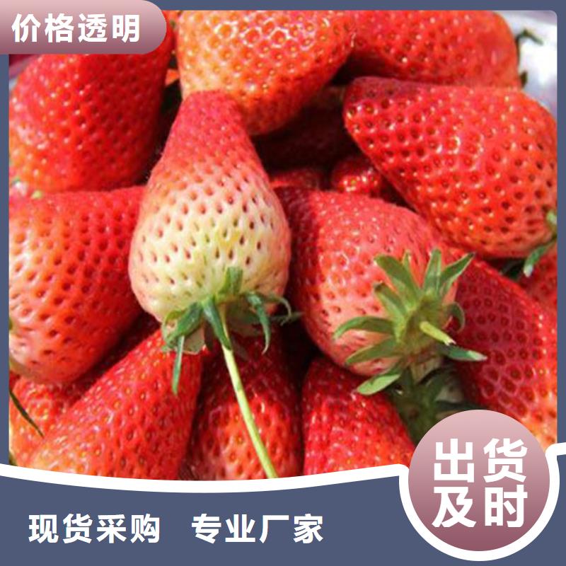 一手货源源头厂家(广祥)草莓苗 草莓苗价格现货采购