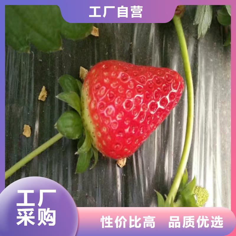 批发<广祥>红99草莓苗厂家供应