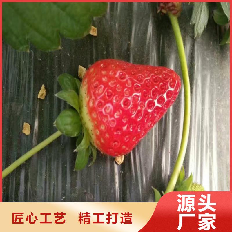 实时报价<广祥>草莓苗-草莓苗价格专注细节专注品质
