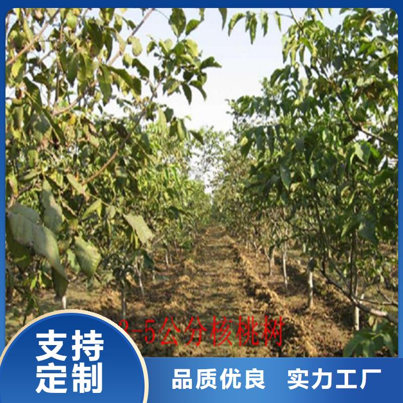 核桃苗【草莓苗价格】严格把关质量放心