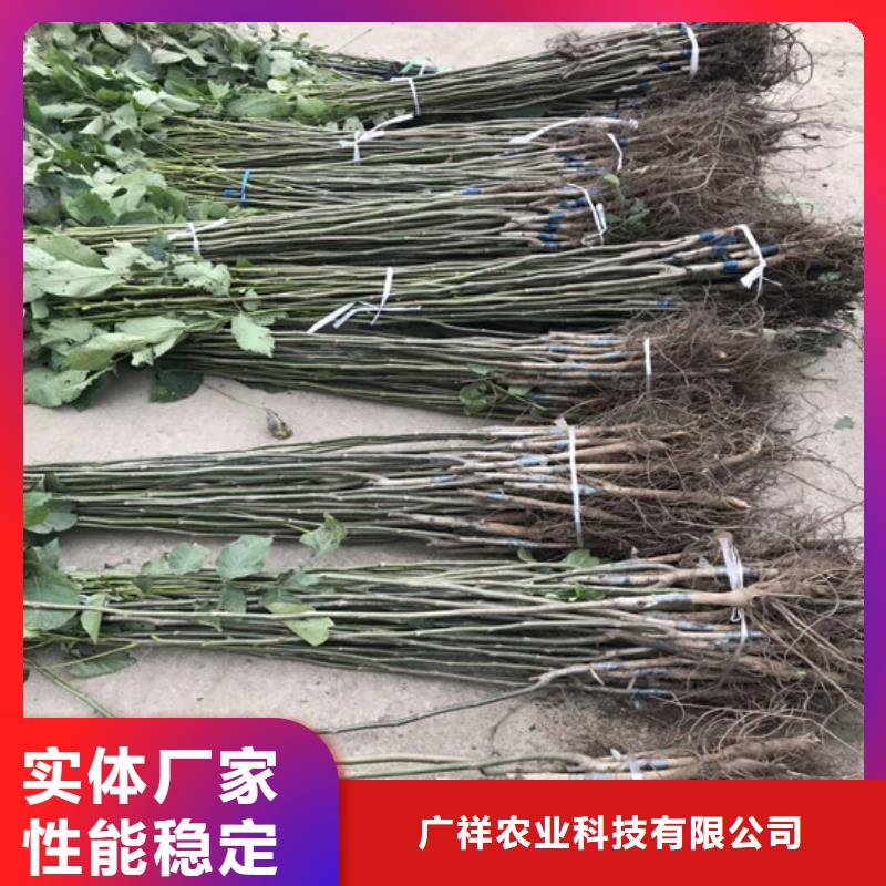 核桃苗-草莓苗价格质量检测