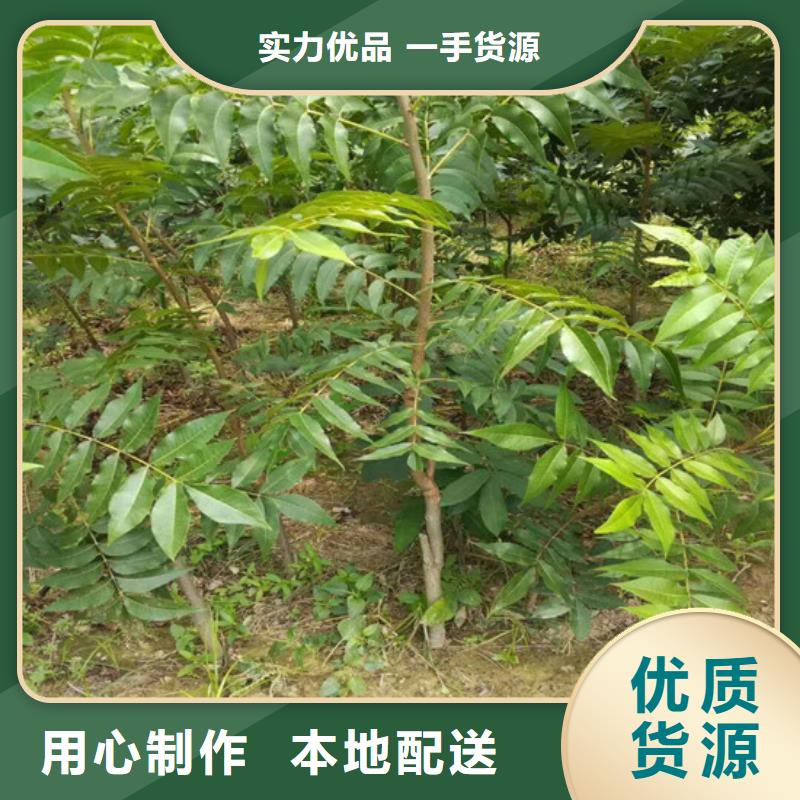 【核桃苗】大棚草莓苗N年大品牌