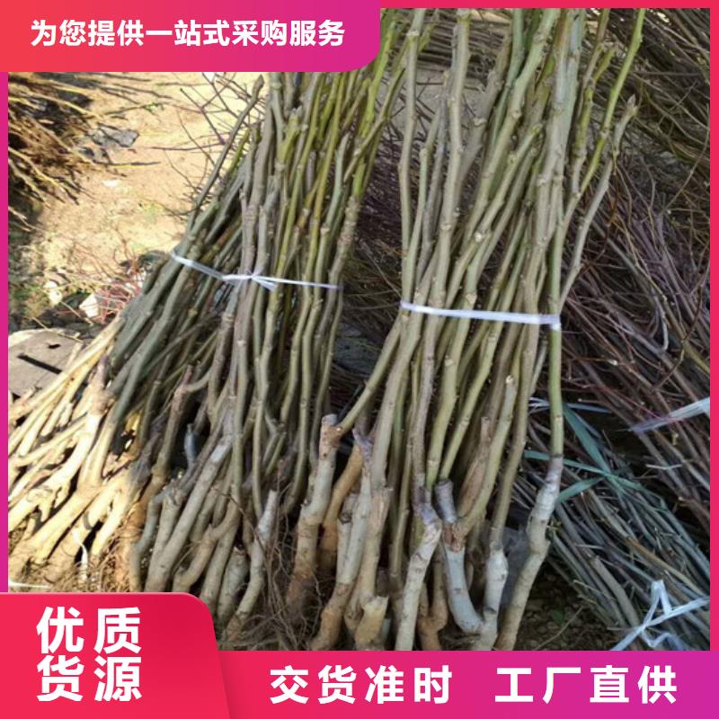 核桃苗黄金苹果树苗基地闪电发货