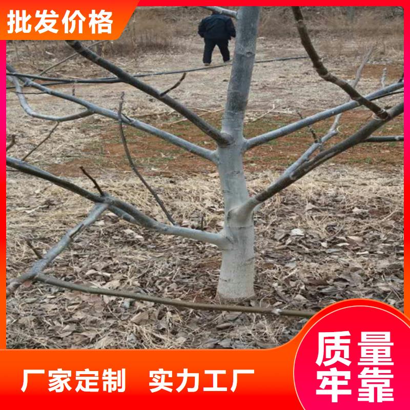 核桃苗-草莓苗价格质量检测