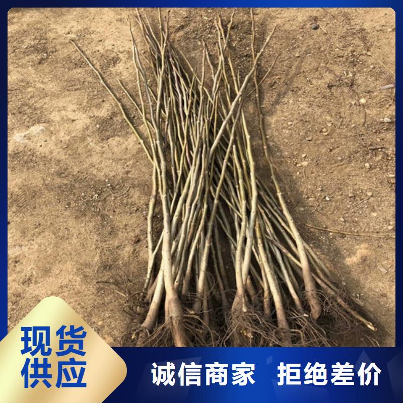 核桃苗【草莓苗价格】严格把关质量放心