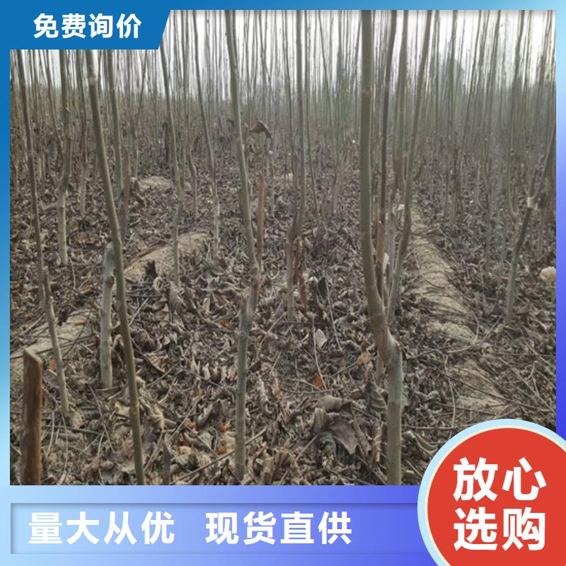 【核桃苗】大棚草莓苗N年大品牌