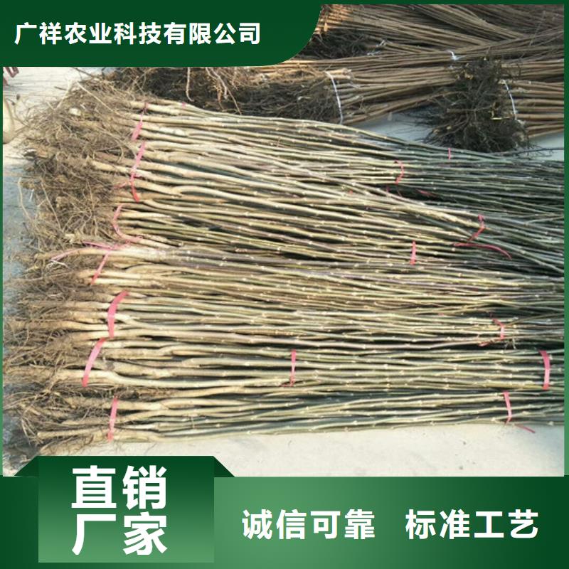 核桃苗火箭大樱桃树苗应用领域