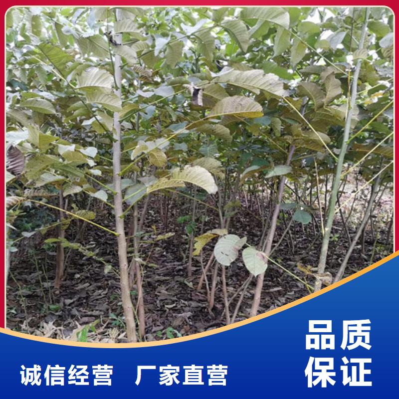 【核桃苗】大棚草莓苗N年大品牌