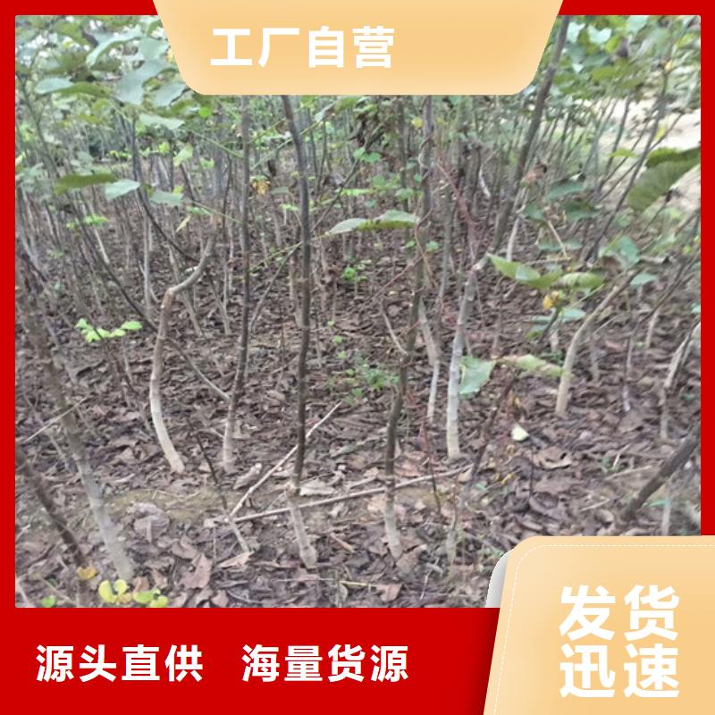 核桃苗-草莓苗价格质量检测