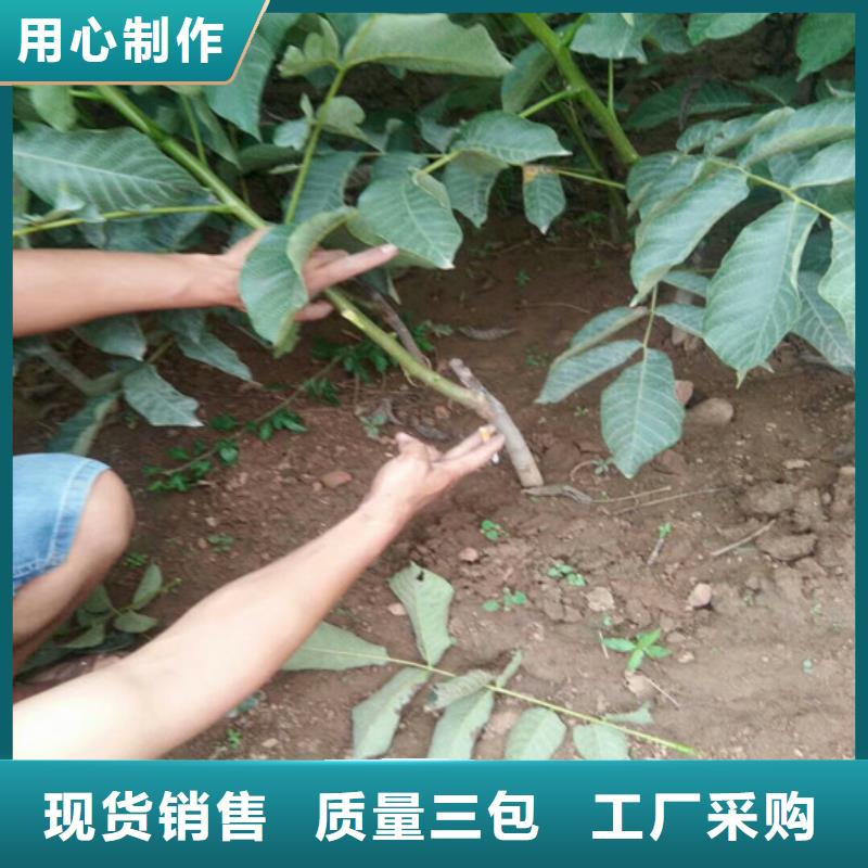 核桃苗【黄金苹果树苗】优选原材