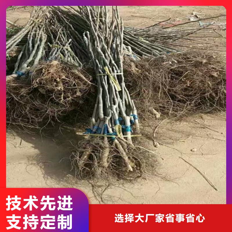 【核桃苗】果树苗性能稳定