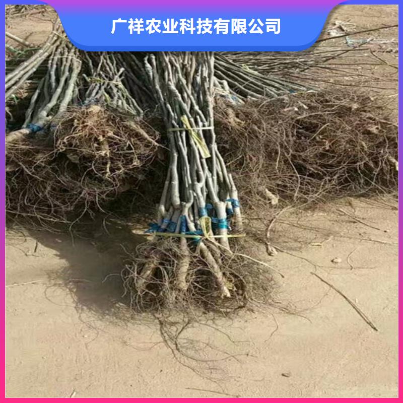 核桃苗果树苗从源头保证品质