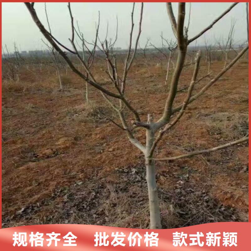 【核桃苗无籽葡萄树苗超产品在细节】