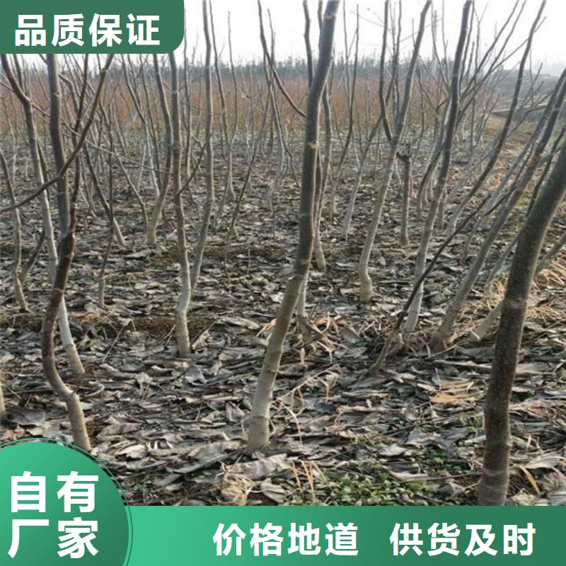 核桃苗【草莓苗价格】严格把关质量放心