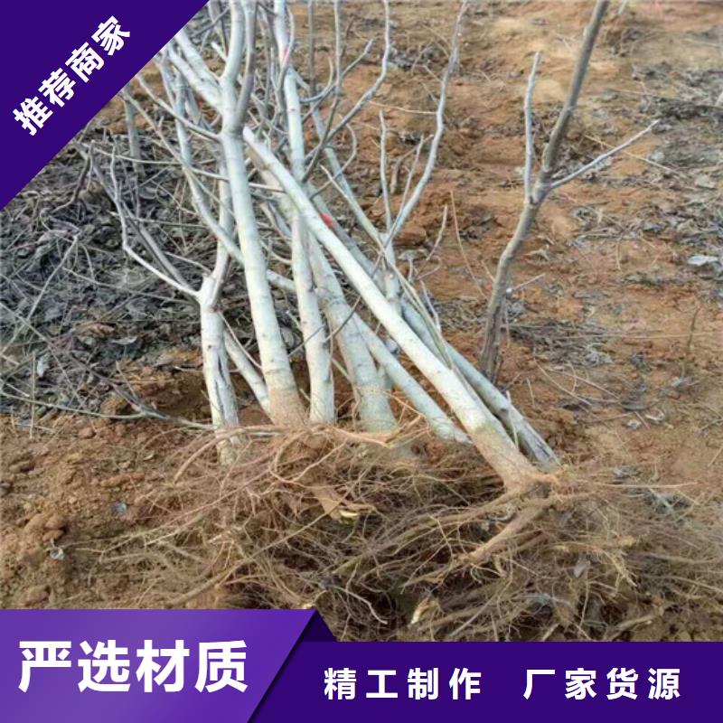 核桃苗樱桃苗采购无忧