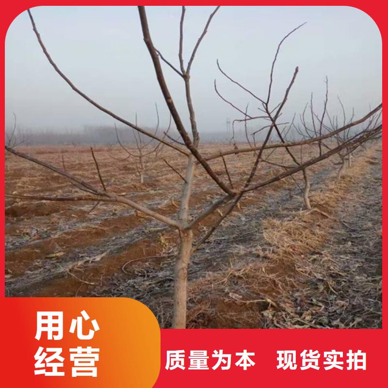 【核桃苗无籽葡萄树苗超产品在细节】