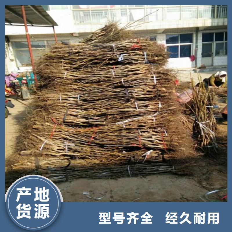 核桃苗【草莓苗价格】严格把关质量放心