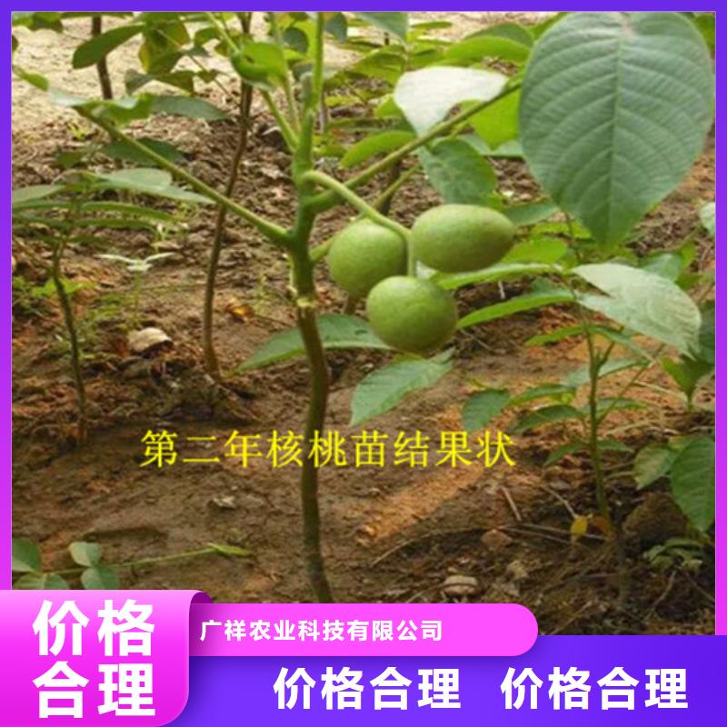 【核桃苗大棚草莓苗海量库存】