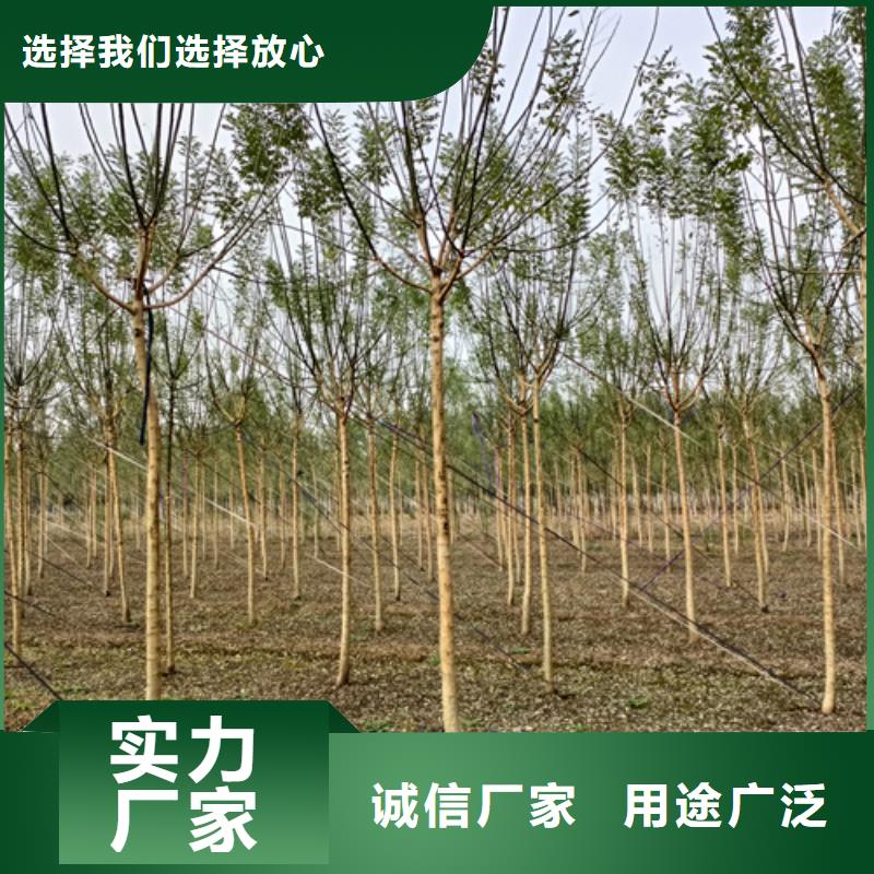 法桐种植基地绿化苗木