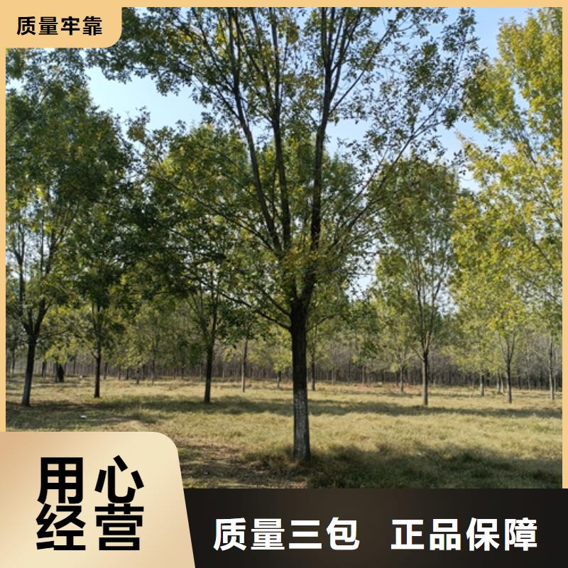 造型法桐种植基地绿化苗木