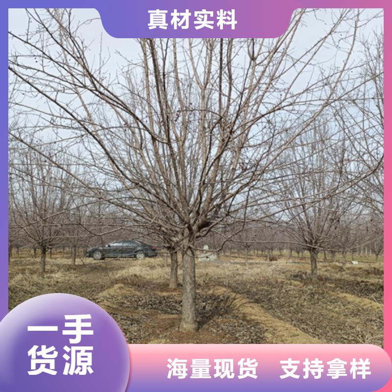 法桐小苗种植基地绿化乔木