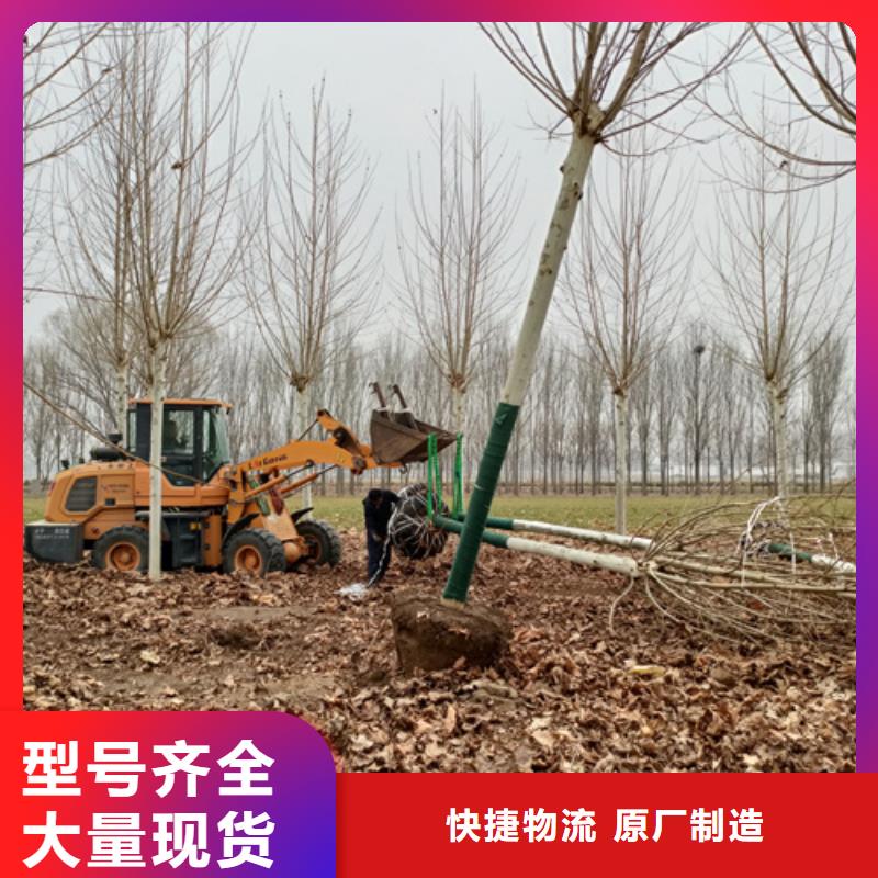 造型法桐种植基地绿化苗木