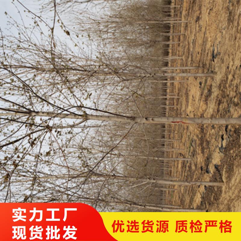 法桐质量放心苗木基地