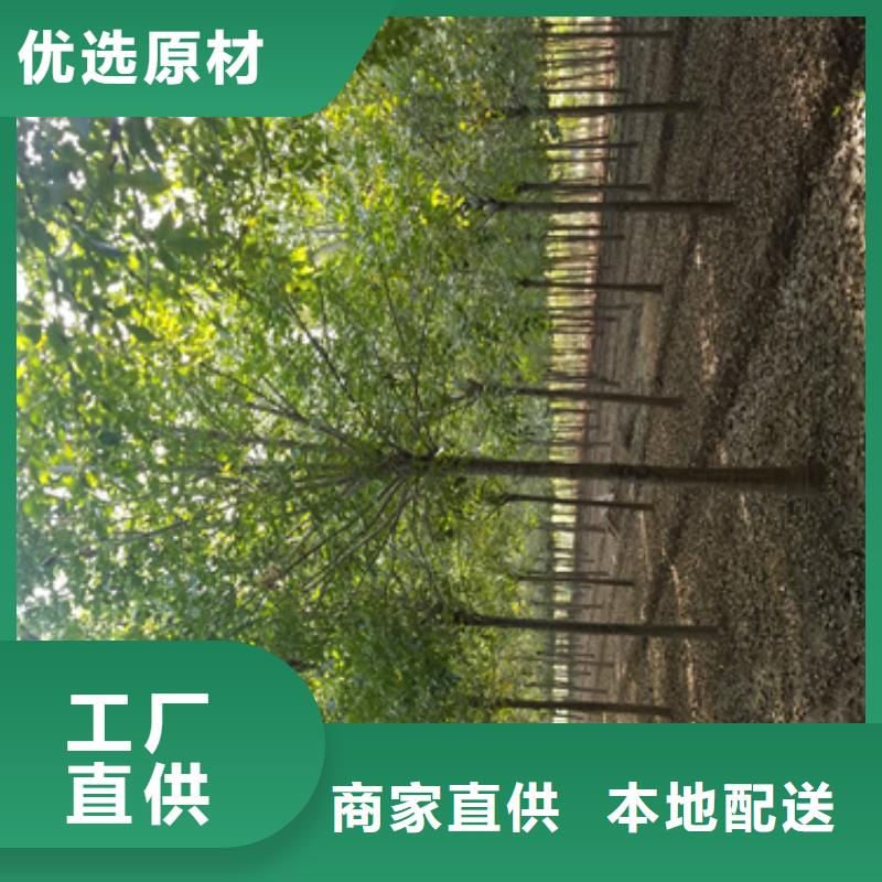 造型法桐质量放心绿化乔木