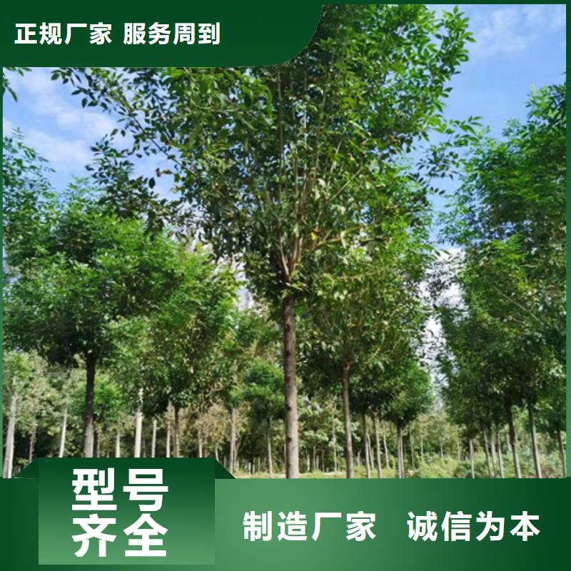 造型法桐种植基地绿化苗木