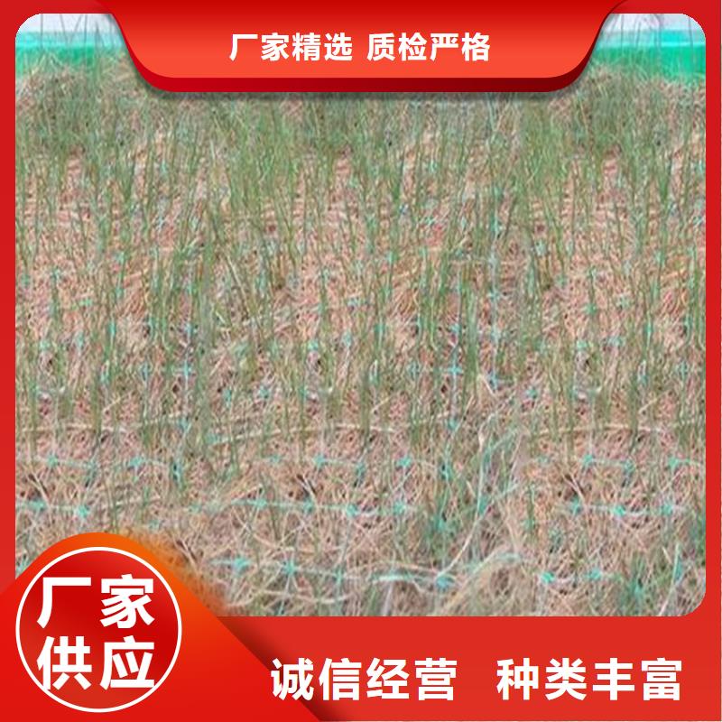 椰纤植生毯公司/多少钱一平