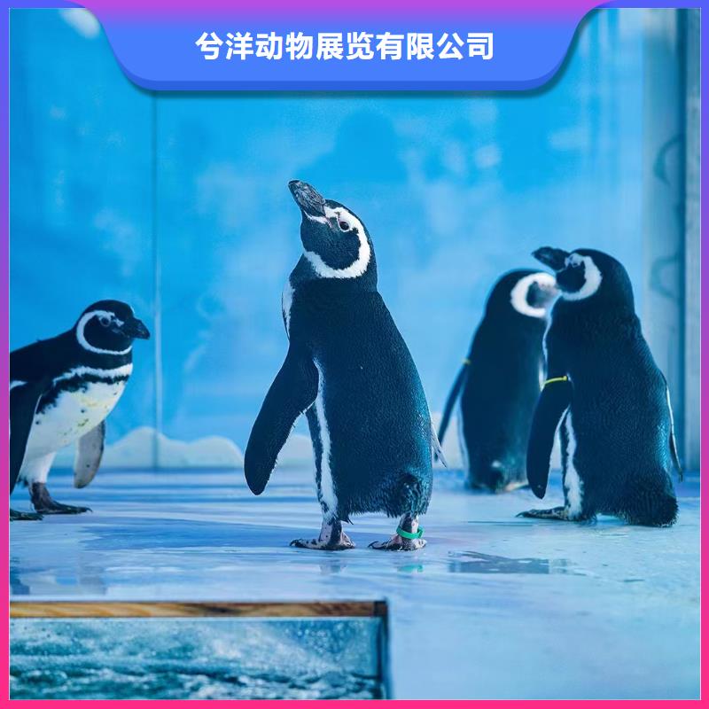 海洋主题动物表演-【水族海洋展】高品质