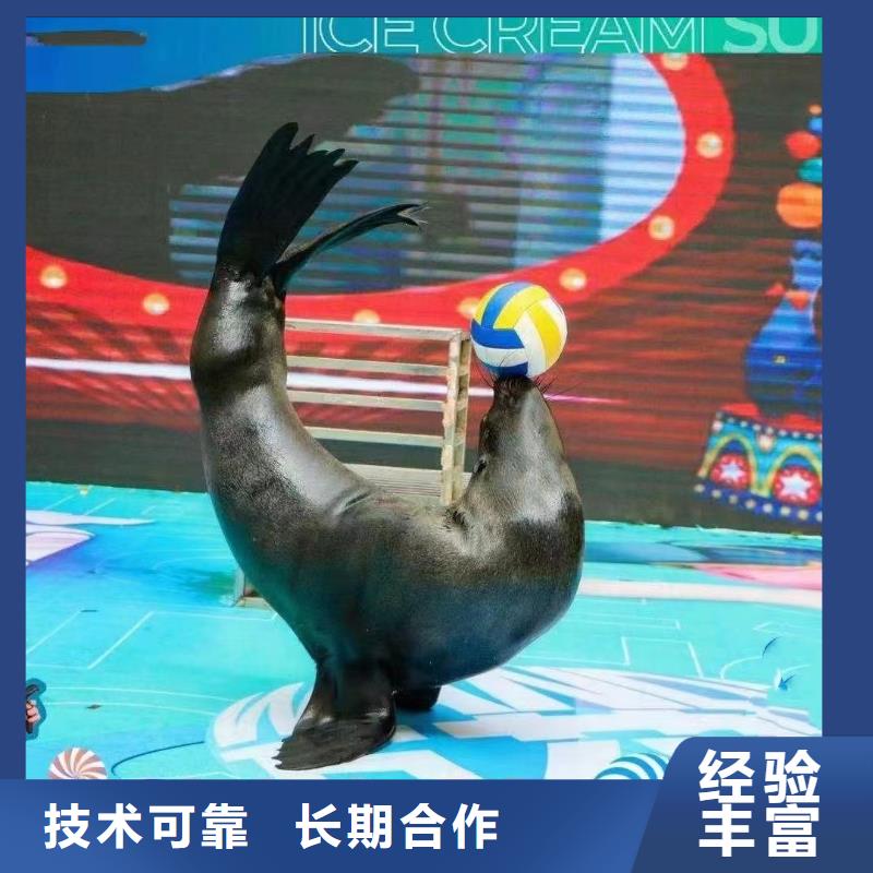 实力公司{兮洋}海洋主题动物表演马戏团表演质量保证