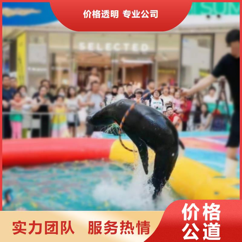 海洋主题动物表演海狮表演出租品质卓越