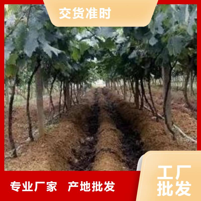 深圳新湖街道有机肥提升土壤肥力