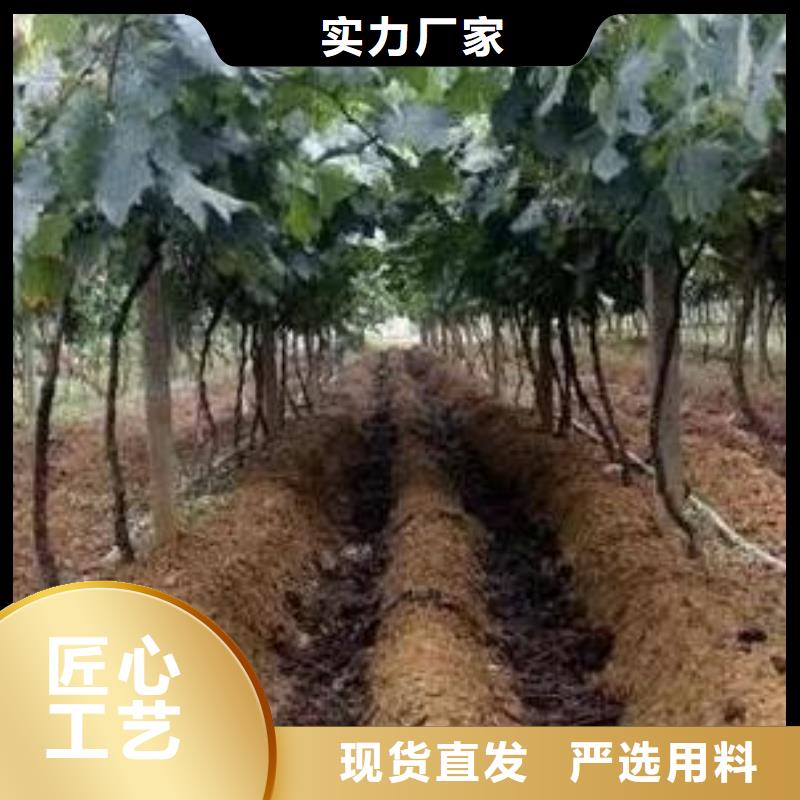 龙邦大荔渭南鸡粪有机肥可以给蔬菜供肥